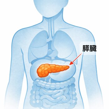 膵臓の位置を示すイラスト