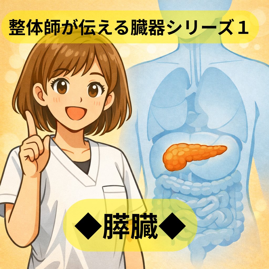 整体師が伝える臓器シリーズ Vol.1 膵臓 ─ 膵臓をやさしく解説するイラスト