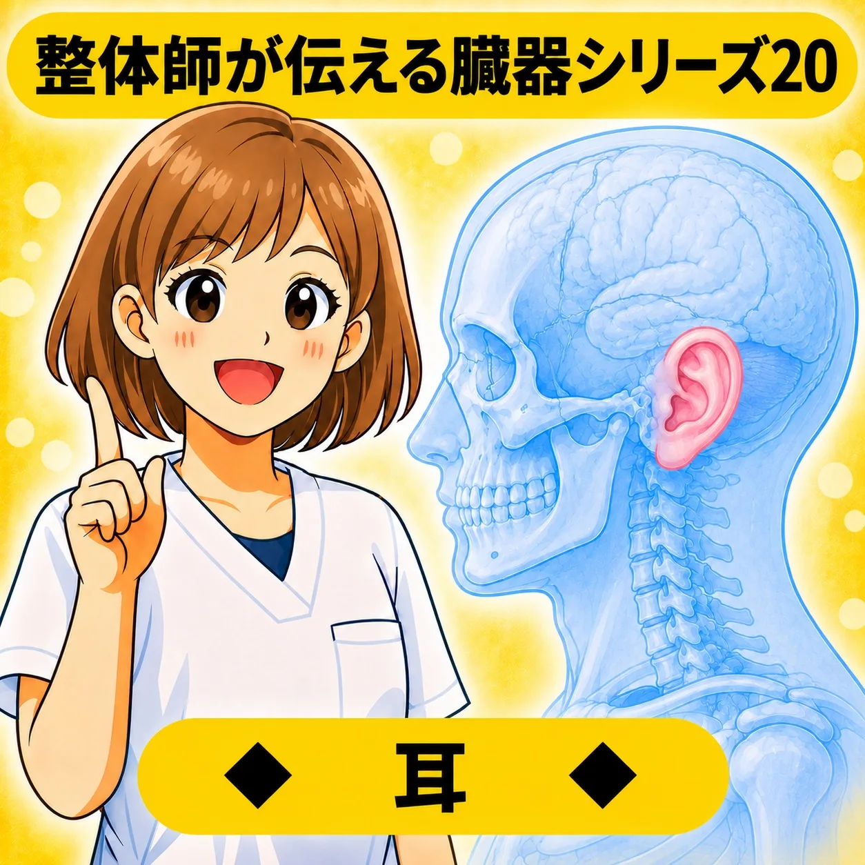 整体師が伝える臓器シリーズ Vol.20 耳 ─ 耳をやさしく解説するイラスト