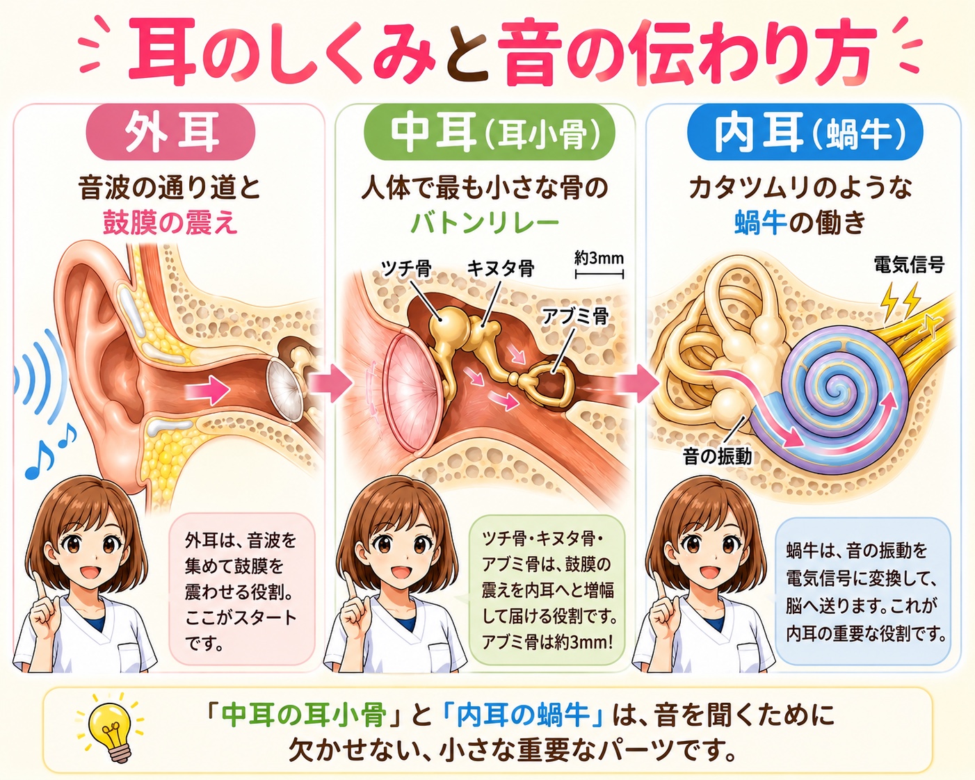 耳のしくみと音の伝わり方の図解（外耳・中耳・内耳）