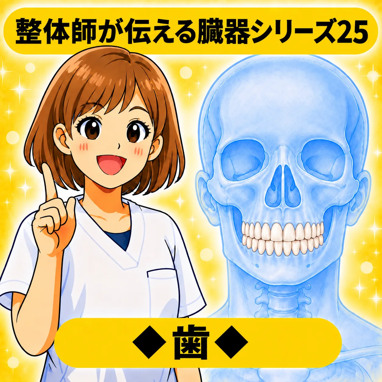 整体師が伝える臓器シリーズ Vol.25 歯 ─ 歯と頭蓋骨をやさしく解説するイラスト