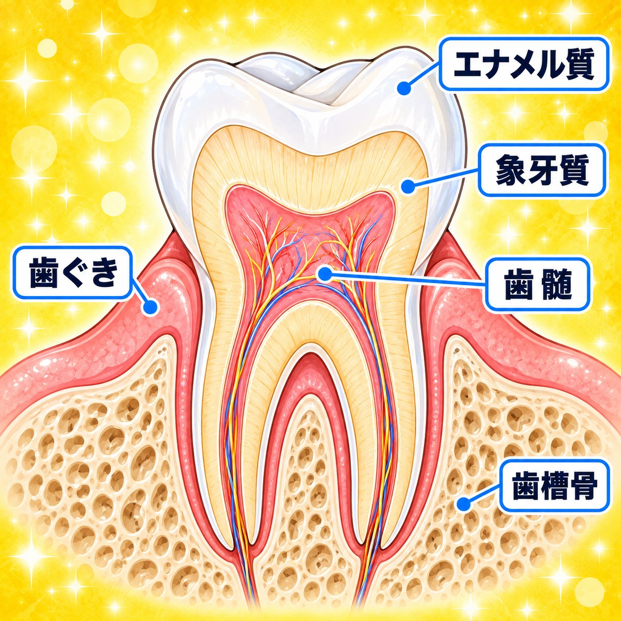 歯の断面図（エナメル質・象牙質・歯髄・歯ぐき・歯槽骨）